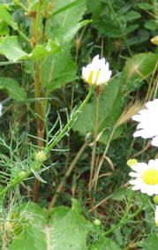 Anthemis cotula